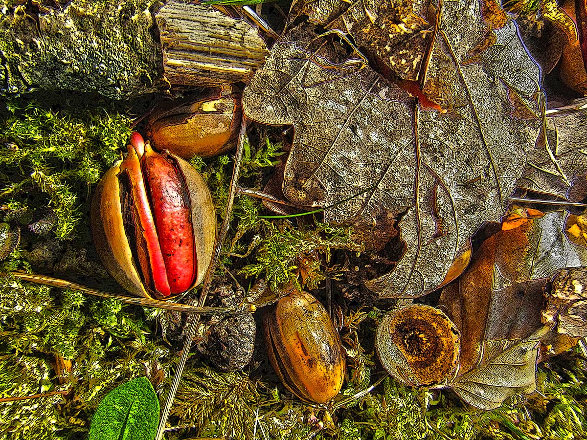 Eicheln (Acorns)