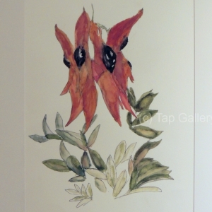 7 - Jacqui McCarthy - Sturt Peas
