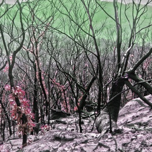 Blue vMontains Burned