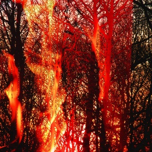 Burning Trees
