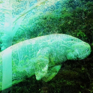 Dugong and Rainforest
