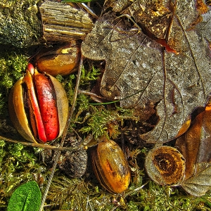 Eicheln/Acorns