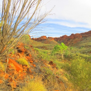 Green Tree Red Centre