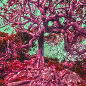 Shelly_Tree-900x1200-1