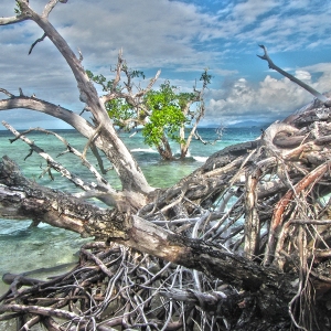 Solomons