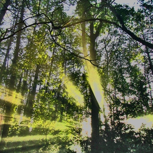 Sonniger-Dallenberg