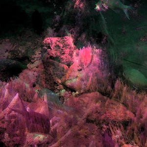 Under-Water-Forest